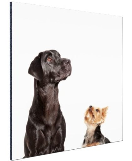 FotoCadeau.nl - Omhoog kijkende honden Aluminium 20x30 cm - Foto print op Aluminium (metaal wanddecoratie)