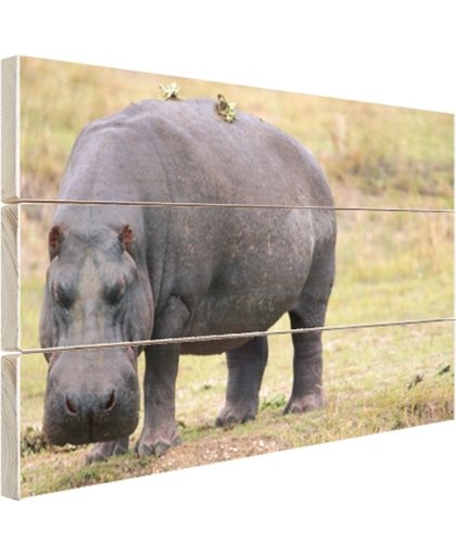 FotoCadeau.nl - Nijlpaard op het droge Hout 30x20 cm - Foto print op Hout (Wanddecoratie)