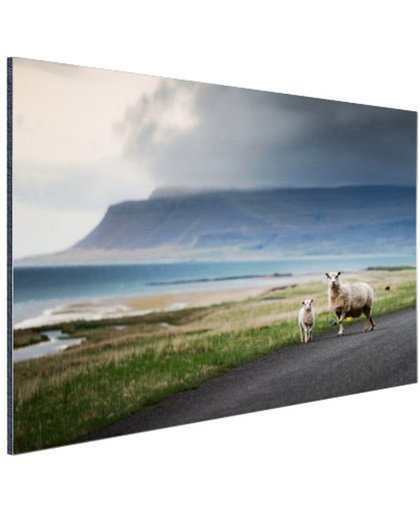 IJslandse schapen Aluminium 180x120 cm - Foto print op Aluminium (metaal wanddecoratie)