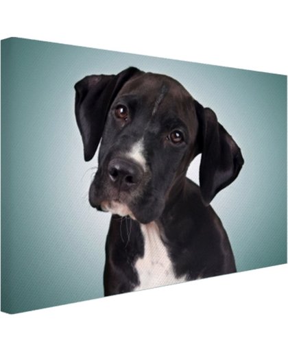 FotoCadeau.nl - Lieve zwart-witte hond Canvas 30x20 cm - Foto print op Canvas schilderij (Wanddecoratie)