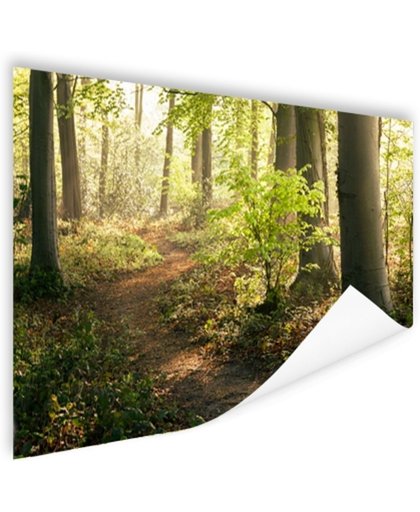 FotoCadeau.nl - Een bospad verlicht door de zon Poster 150x75 cm - Foto print op Poster (wanddecoratie)