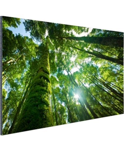 Tropische jungle in Azie Aluminium 180x120 cm - Foto print op Aluminium (metaal wanddecoratie)