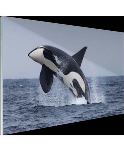 FotoCadeau.nl - Springende orka Glas 60x40 cm - Foto print op Glas (Plexiglas wanddecoratie)