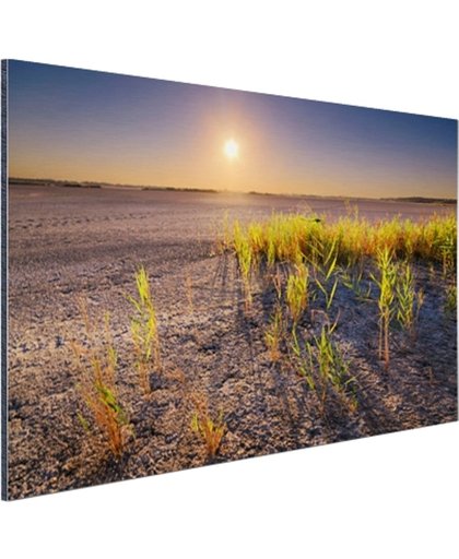 FotoCadeau.nl - Droge woestijn met plantjes  Aluminium 60x40 cm - Foto print op Aluminium (metaal wanddecoratie)