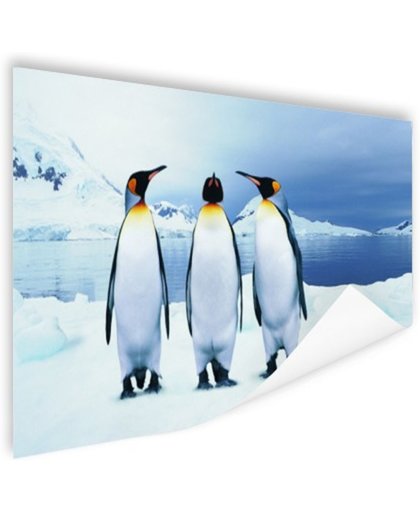 FotoCadeau.nl - Drie pinguins portret Poster 90x60 cm - Foto print op Poster (wanddecoratie)