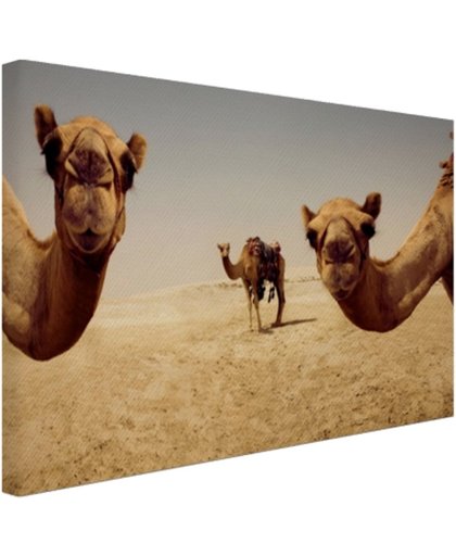 FotoCadeau.nl - Kamelen in Doha Gatar Canvas 120x80 cm - Foto print op Canvas schilderij (Wanddecoratie)