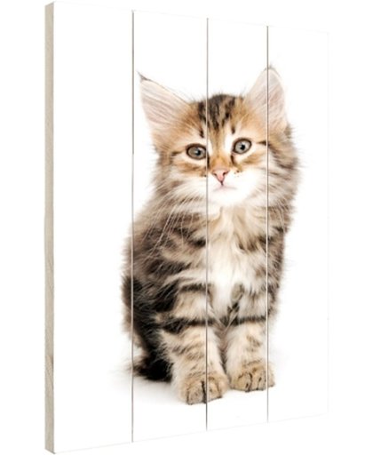 Jong grijs katje Hout 120x160 cm - Foto print op Hout (Wanddecoratie)