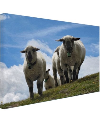 FotoCadeau.nl - Vier schapen op alpenweide Canvas 120x80 cm - Foto print op Canvas schilderij (Wanddecoratie)