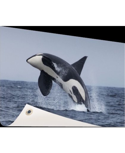 FotoCadeau.nl - Springende orka Tuinposter 60x40 cm - Foto op Tuinposter (tuin decoratie)