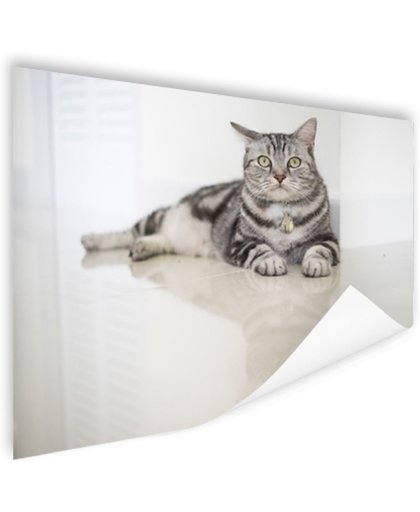 FotoCadeau.nl - Amerikaanse korthaar kat Poster 60x40 cm - Foto print op Poster (wanddecoratie)