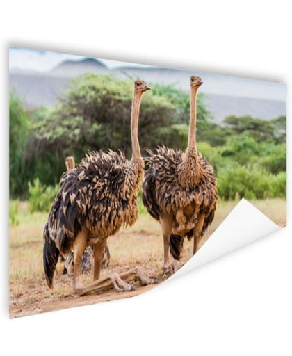 FotoCadeau.nl - Vrouwelijke struisvogels Poster 150x75 cm - Foto print op Poster (wanddecoratie)