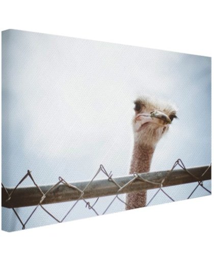 Struisvogel kijkt over hek Canvas 180x120 cm - Foto print op Canvas schilderij (Wanddecoratie)