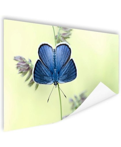 FotoCadeau.nl - Blauwe vlinder Poster 120x80 cm - Foto print op Poster (wanddecoratie)