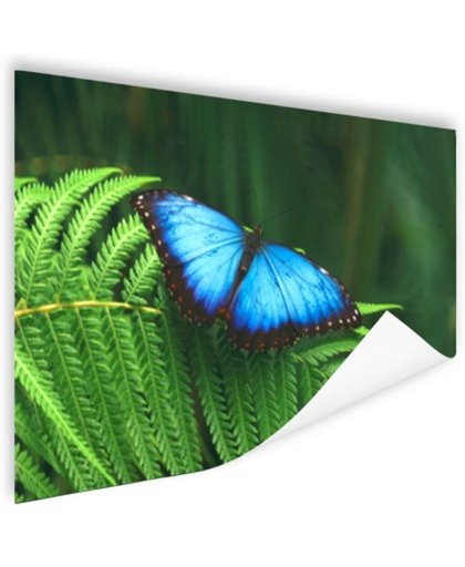 FotoCadeau.nl - Morpho vlinder Poster 150x75 cm - Foto print op Poster (wanddecoratie)
