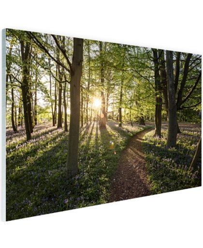 FotoCadeau.nl - Een bospad op een zonnige dag Glas 60x40 cm - Foto print op Glas (Plexiglas wanddecoratie)