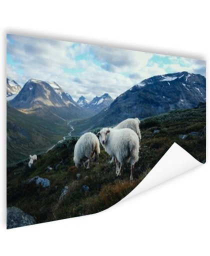 FotoCadeau.nl - Familie portret schapen Poster 150x75 cm - Foto print op Poster (wanddecoratie)