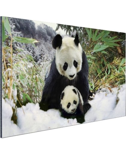 Moeder panda en welp in de winter Aluminium 180x120 cm - Foto print op Aluminium (metaal wanddecoratie)
