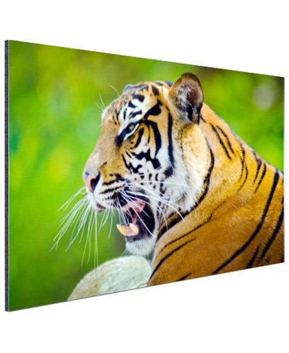 FotoCadeau.nl - Brullende tijger Aluminium 90x60 cm - Foto print op Aluminium (metaal wanddecoratie)