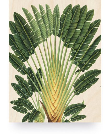 Print op hout - Botanical Palm - S