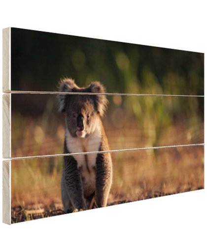 FotoCadeau.nl - Koala op de grond zonsondergang Hout 60x40 cm - Foto print op Hout (Wanddecoratie)