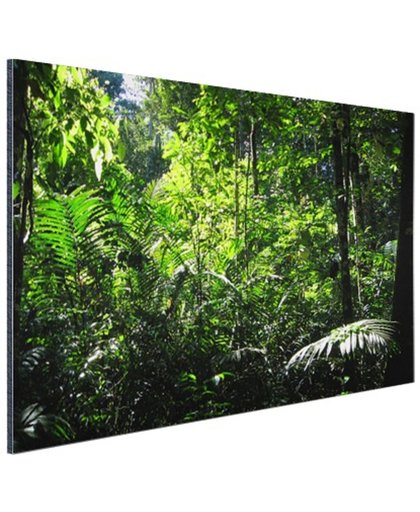 Regenwoud Brazilie  Aluminium 180x120 cm - Foto print op Aluminium (metaal wanddecoratie)