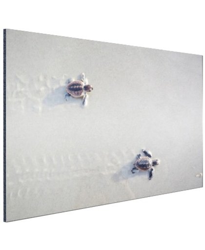 FotoCadeau.nl - Twee kleine schildpadden Aluminium 90x60 cm - Foto print op Aluminium (metaal wanddecoratie)