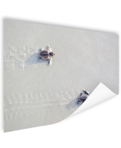 FotoCadeau.nl - Twee kleine schildpadden Poster 90x60 cm - Foto print op Poster (wanddecoratie)