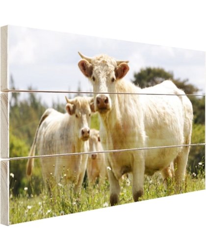 FotoCadeau.nl - Witte koeien in het veld Hout 120x80 cm - Foto print op Hout (Wanddecoratie)