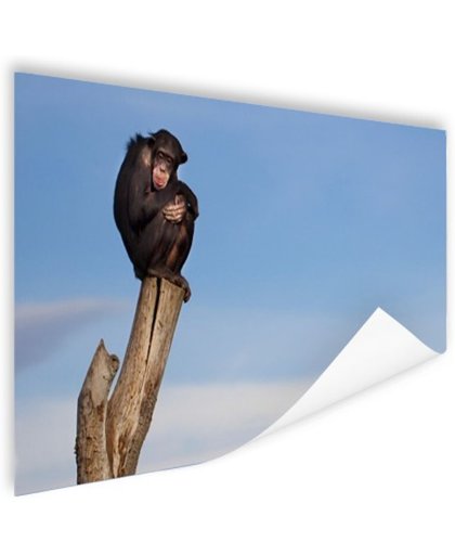 FotoCadeau.nl - Chimpansee op boomstam Poster 150x75 cm - Foto print op Poster (wanddecoratie)