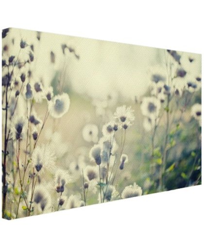 Witte bloemen in veld Canvas 180x120 cm - Foto print op Canvas schilderij (Wanddecoratie)