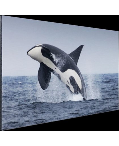 FotoCadeau.nl - Springende orka Aluminium 90x60 cm - Foto print op Aluminium (metaal wanddecoratie)
