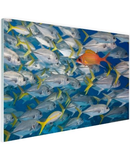 FotoCadeau.nl - Vis zwemt in tegengestelde richting Glas 90x60 cm - Foto print op Glas (Plexiglas wanddecoratie)