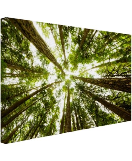 FotoCadeau.nl - Hoge groene bomen in jungle Canvas 30x20 cm - Foto print op Canvas schilderij (Wanddecoratie)