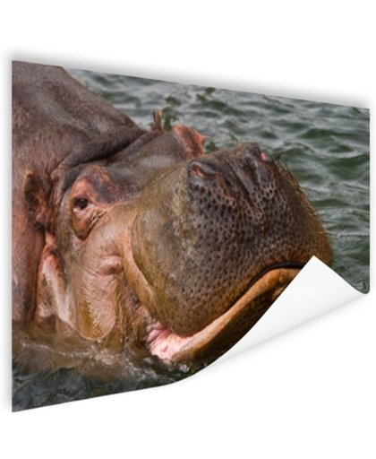 FotoCadeau.nl - Zwemmende nijlpaard Poster 60x40 cm - Foto print op Poster (wanddecoratie)