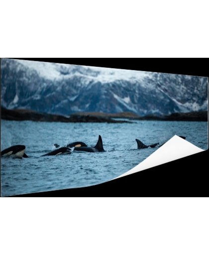 FotoCadeau.nl - Groep orkas Poster 150x75 cm - Foto print op Poster (wanddecoratie)