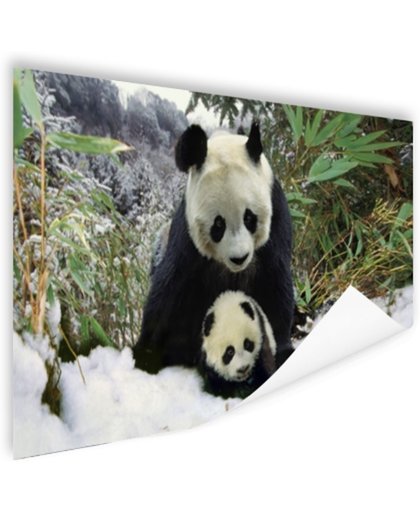FotoCadeau.nl - Moeder panda en welp in de winter Poster 90x60 cm - Foto print op Poster (wanddecoratie)