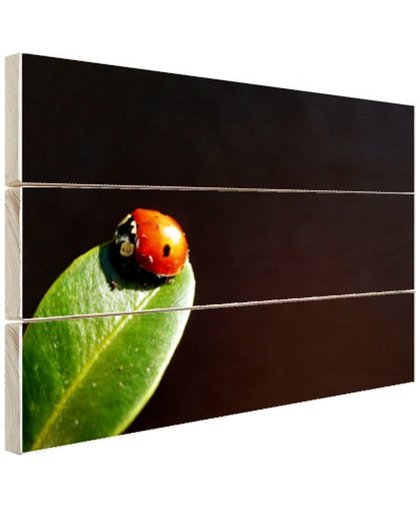 FotoCadeau.nl - Lieveheersbeest blad zwarte achtergrond Hout 80x60 cm - Foto print op Hout (Wanddecoratie)