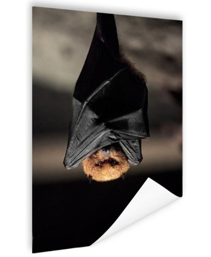 FotoCadeau.nl - Hangende vleermuis Poster 40x60 cm - Foto print op Poster (wanddecoratie)