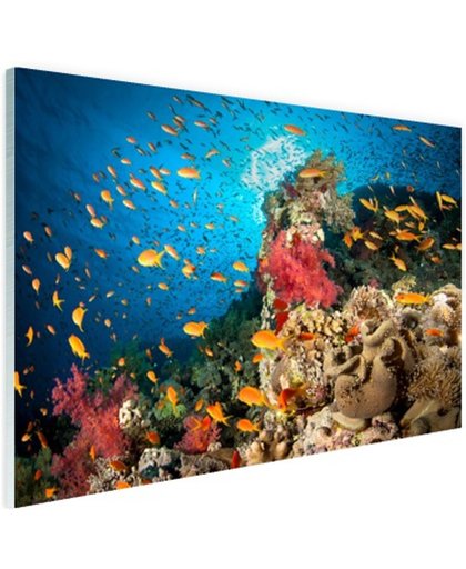 Koraal met vissen Glas 180x120 cm - Foto print op Glas (Plexiglas wanddecoratie)