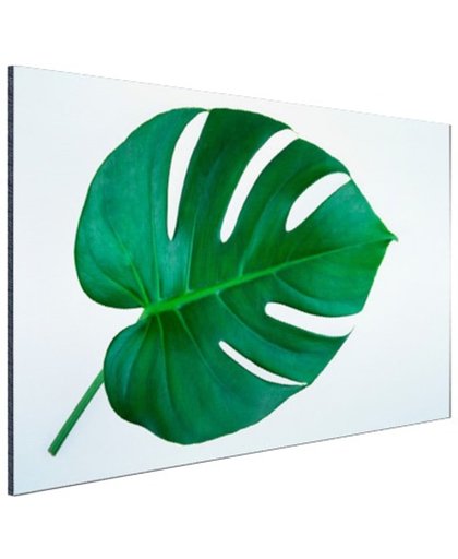 FotoCadeau.nl - Botanische print van een gatenplant Aluminium 30x20 cm - Foto print op Aluminium (metaal wanddecoratie)