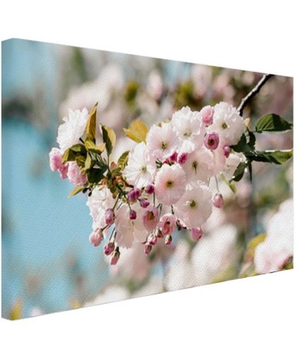 Bloesem in de lente Canvas 180x120 cm - Foto print op Canvas schilderij (Wanddecoratie)