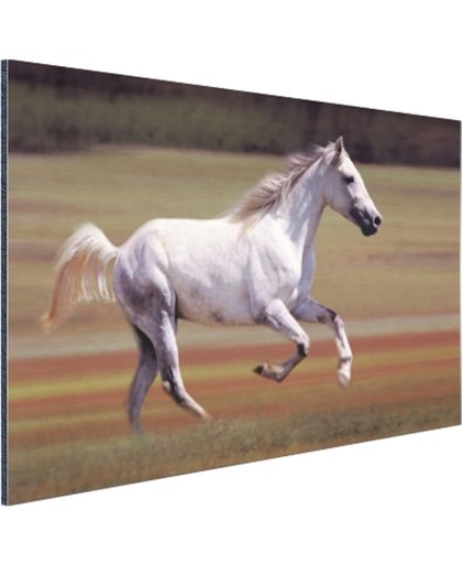 FotoCadeau.nl - Vrolijk wit paard loopt in grasveld Aluminium 30x20 cm - Foto print op Aluminium (metaal wanddecoratie)