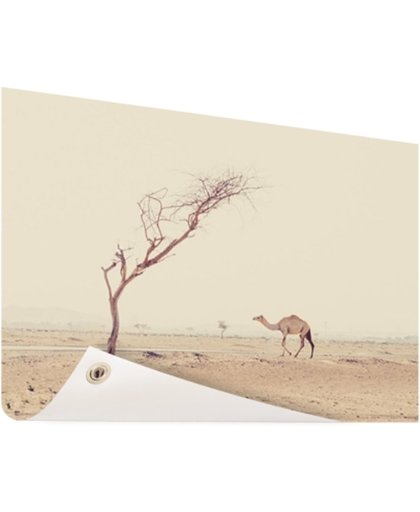 FotoCadeau.nl - Kameel wandelt over woestijnweg in Dubai Tuinposter 120x80 cm - Foto op Tuinposter (tuin decoratie)
