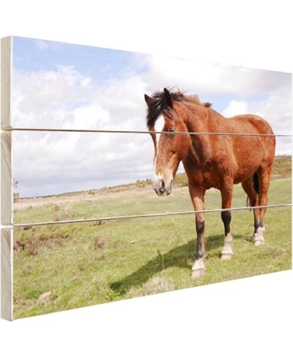FotoCadeau.nl - Paard staat in gras Hout 80x60 cm - Foto print op Hout (Wanddecoratie)