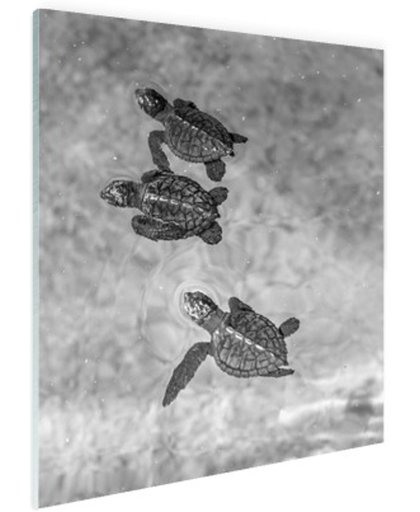 FotoCadeau.nl - Schildpadden zwart-wit foto Glas 40x60 cm - Foto print op Glas (Plexiglas wanddecoratie)