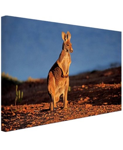 FotoCadeau.nl - Rode kangoeroe in nationaal park Canvas 60x40 cm - Foto print op Canvas schilderij (Wanddecoratie)
