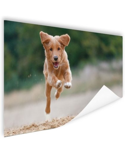 FotoCadeau.nl - Rennende hond foto Poster 60x40 cm - Foto print op Poster (wanddecoratie)