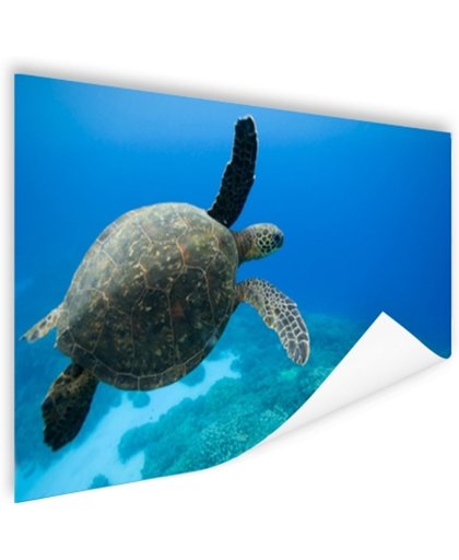 FotoCadeau.nl - Groene zwemmende schildpad  Poster 90x60 cm - Foto print op Poster (wanddecoratie)