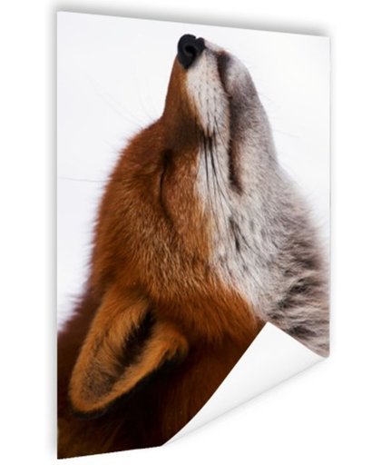 FotoCadeau.nl - Vos met neus omhoog Poster 40x60 cm - Foto print op Poster (wanddecoratie)