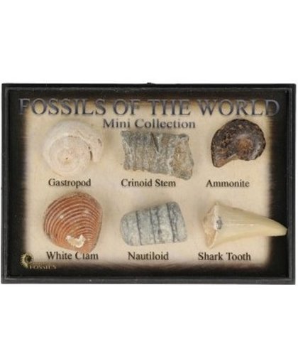 Fossielen van de Wereld (Set)